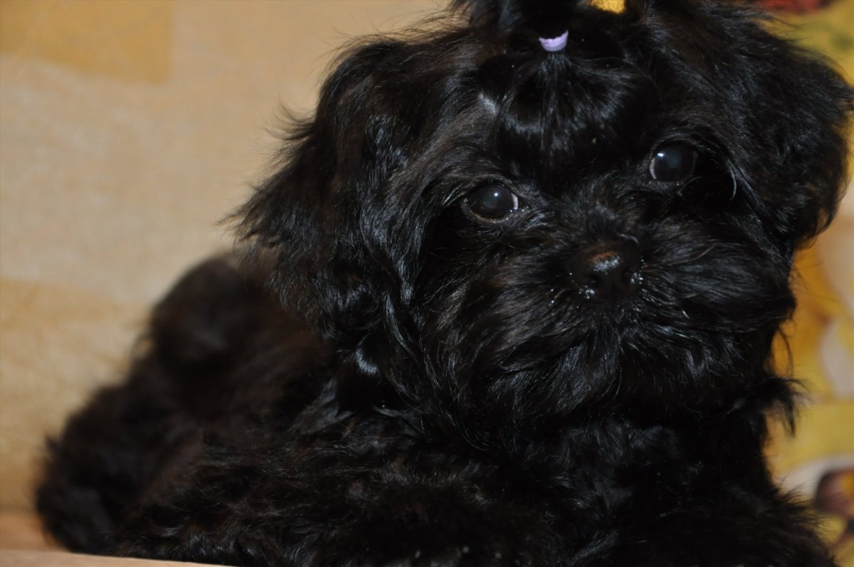 Мальтийская болонка черная