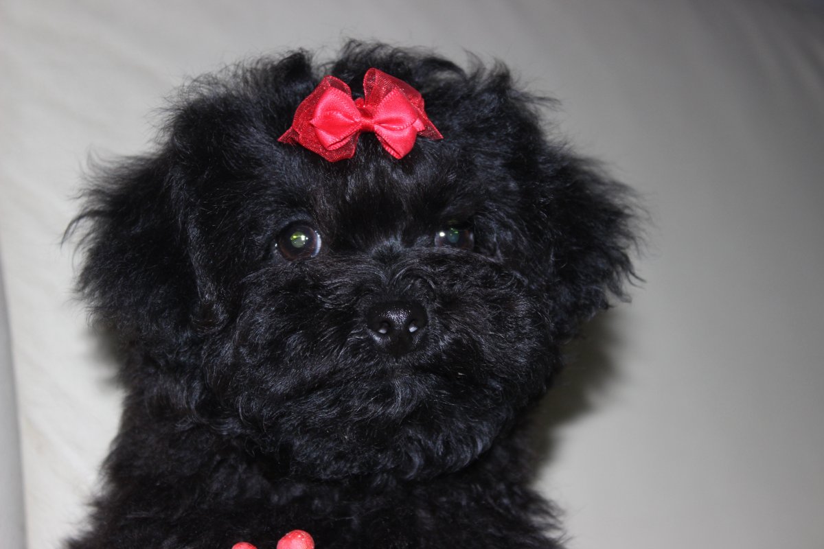 Русская цветная болонка на белом фоне