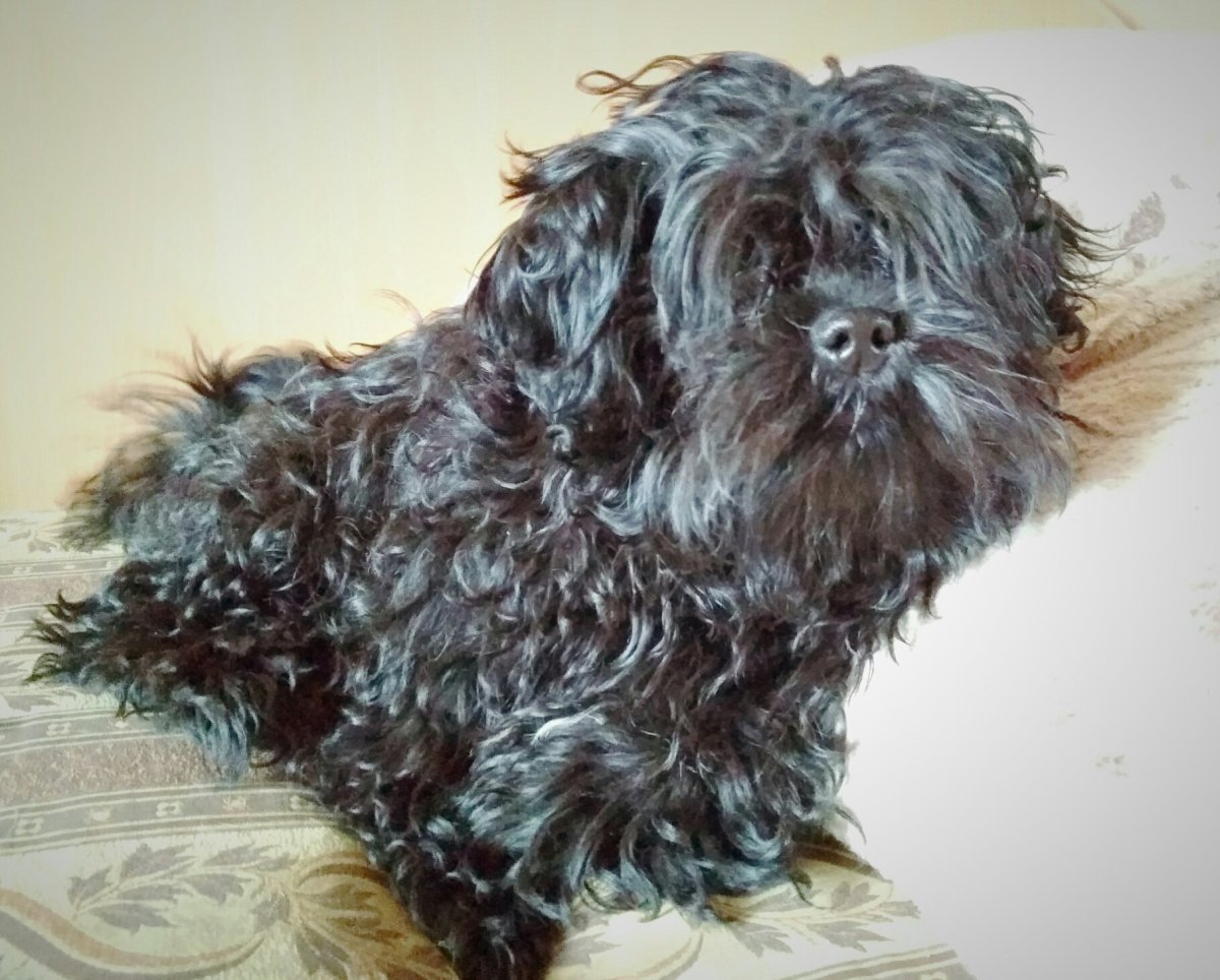 Вес цветной Болонки