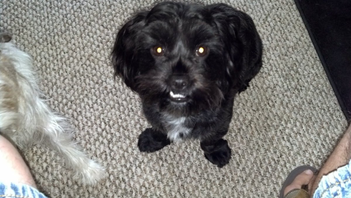 Болонка черная мальчик