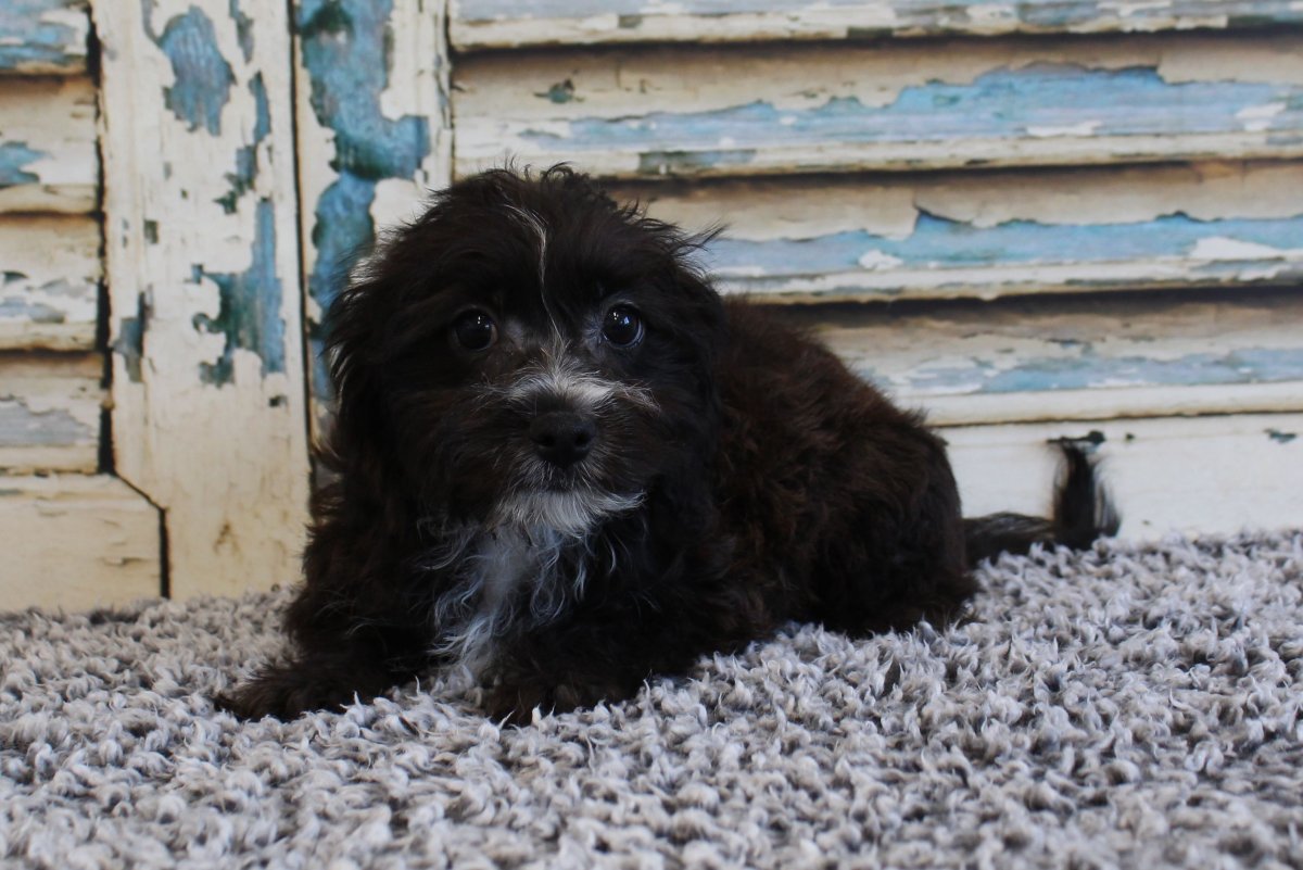 Русская цветная болонка с длинной шерстью