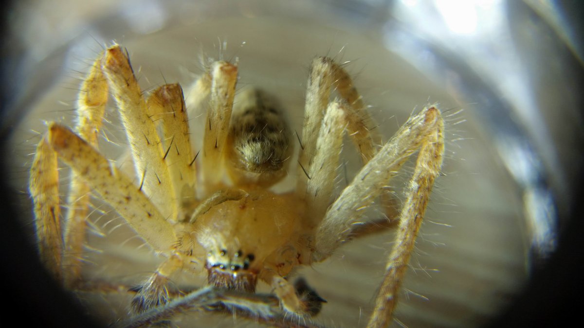 Сак (желтый паук), Тарантул, фаланга