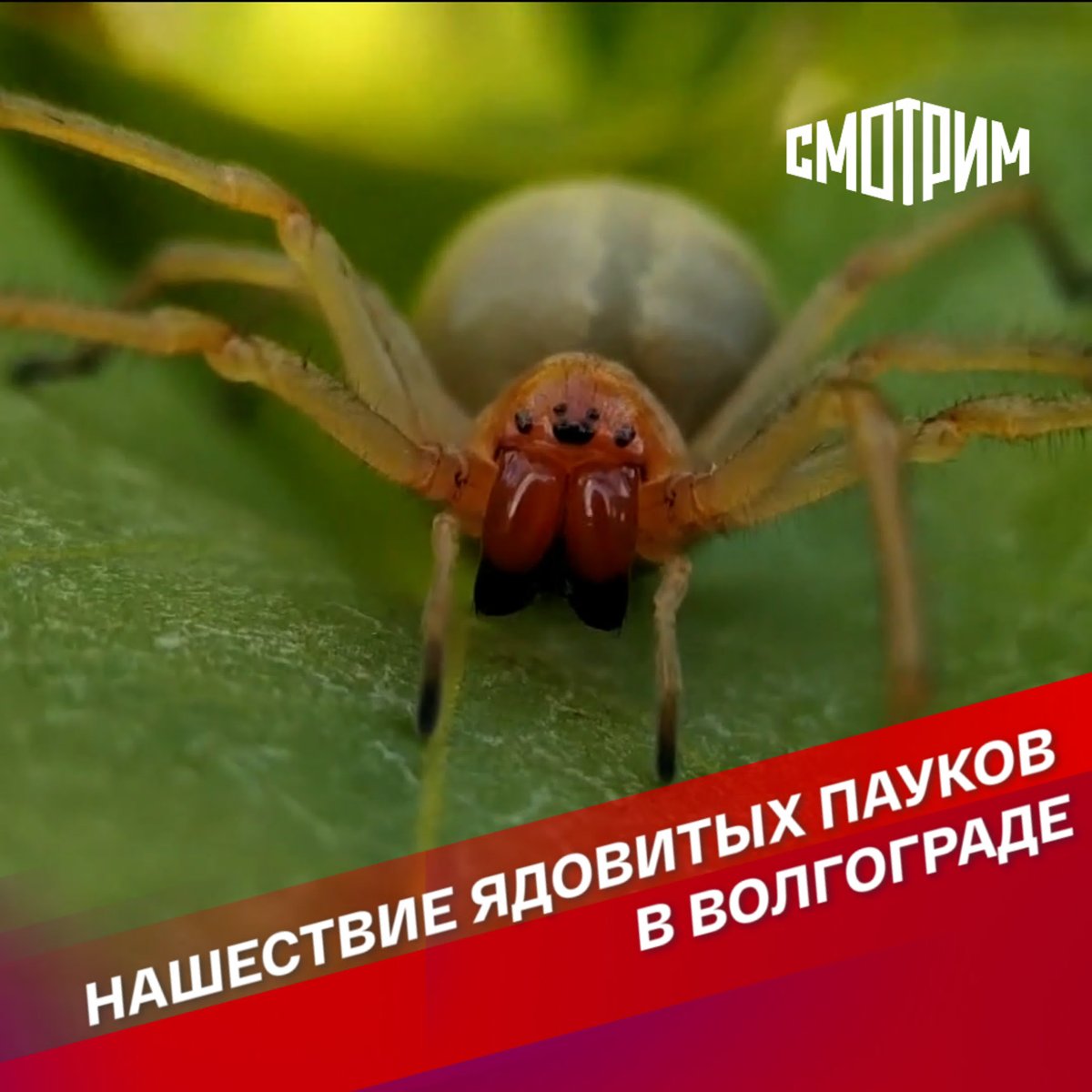 Паук хейракантиум белый