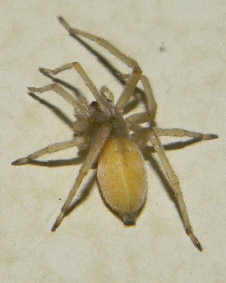 Паук Loxosceles reclusa