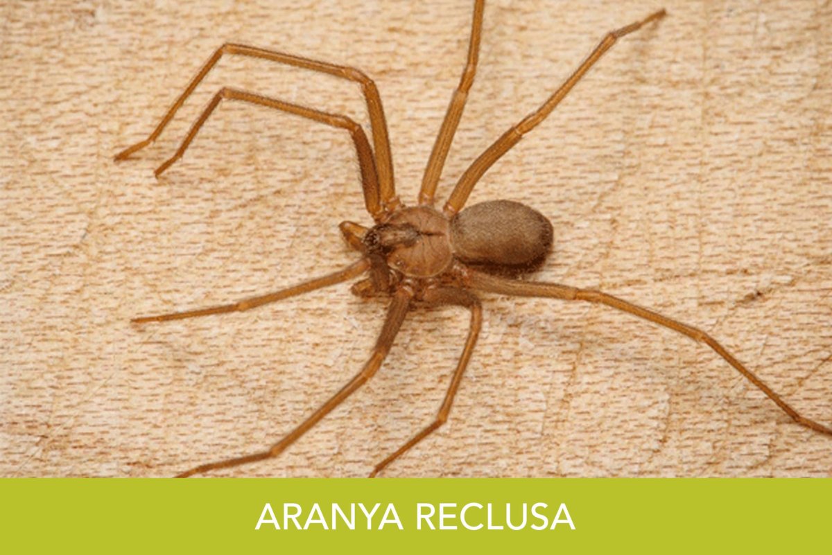 Тарантул паук Алтайский