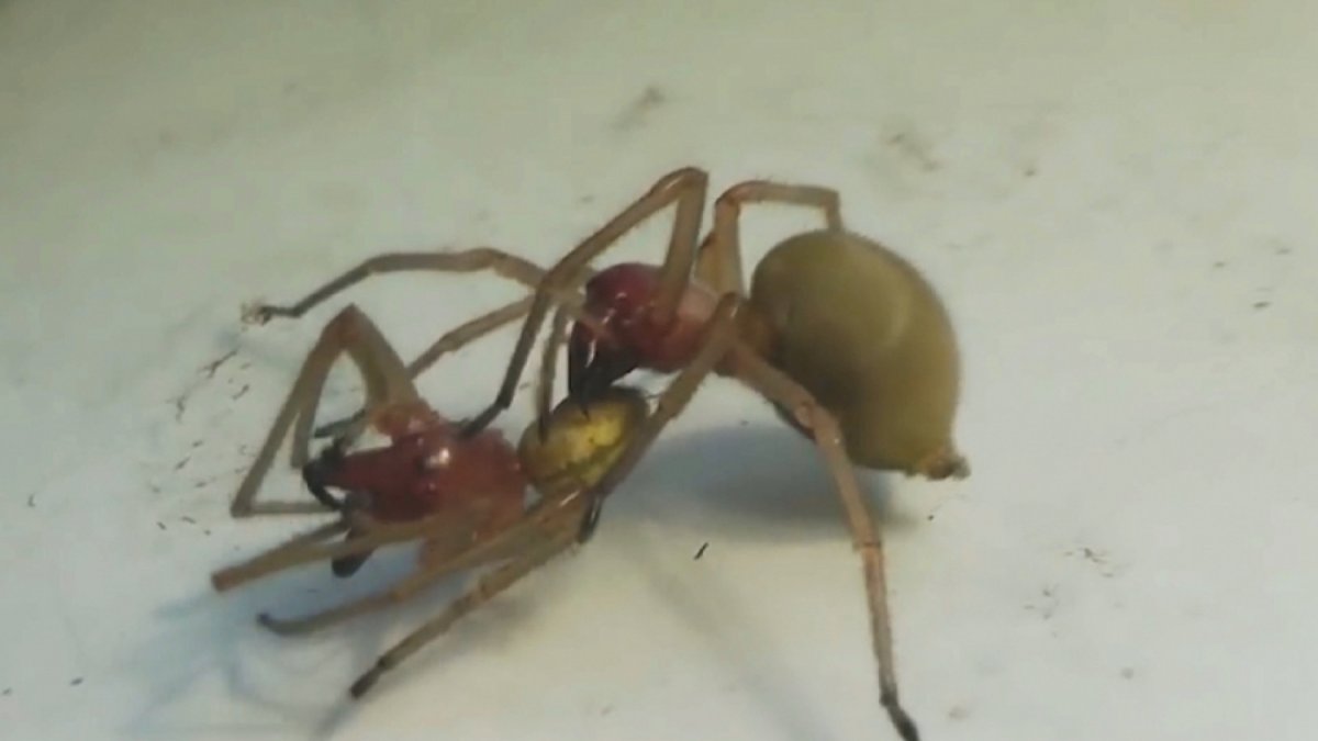 Паук скакун самка