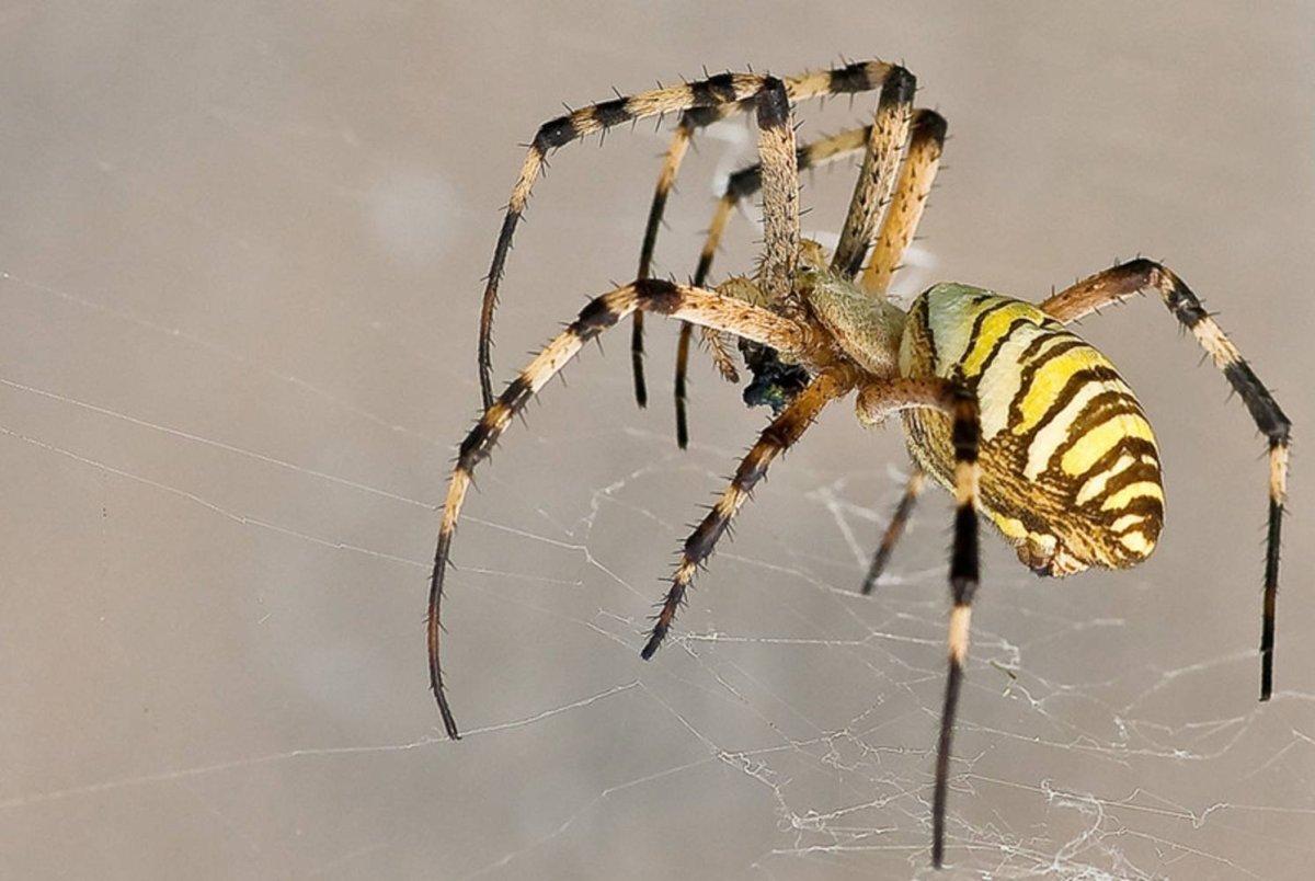 Сумчатый паук Cheiracanthium punctorium