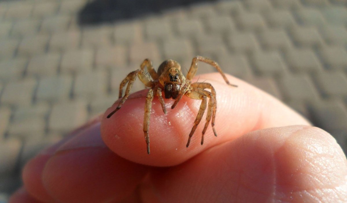 Пауки Беларуси