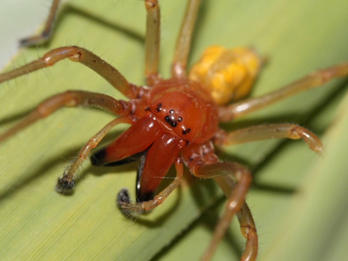 Паук Cheiracanthium punctorium