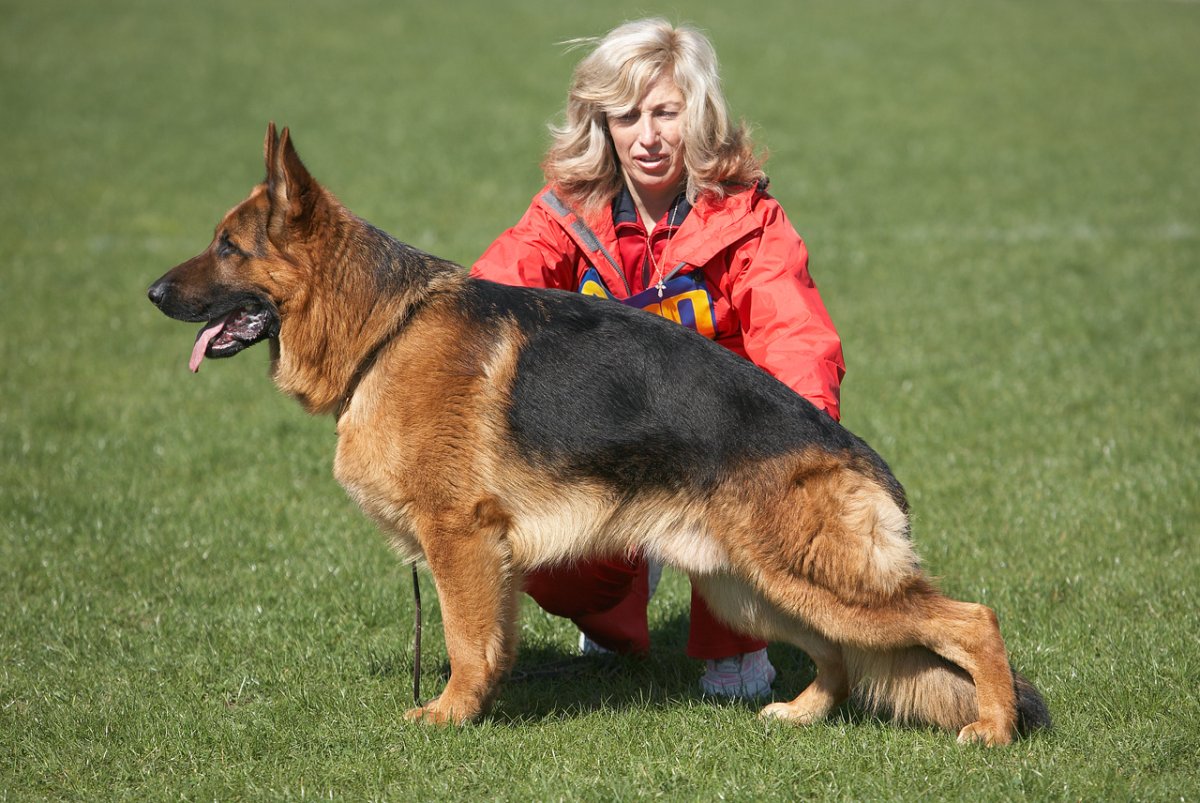 Некрупная немецкая овчарка