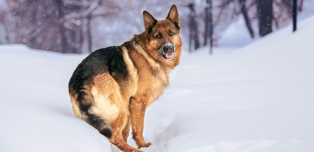 Немецкая овчарка нянька для детей