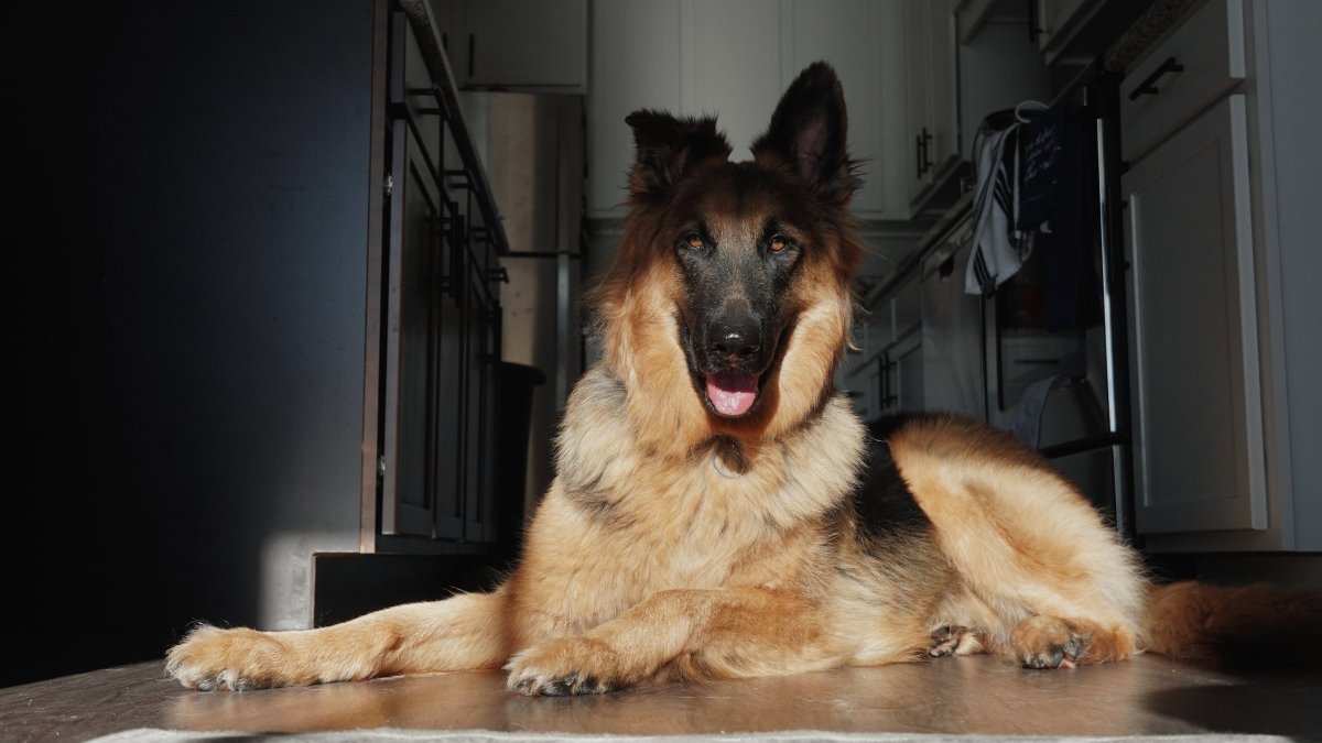 Немецкая овчарка Мерль