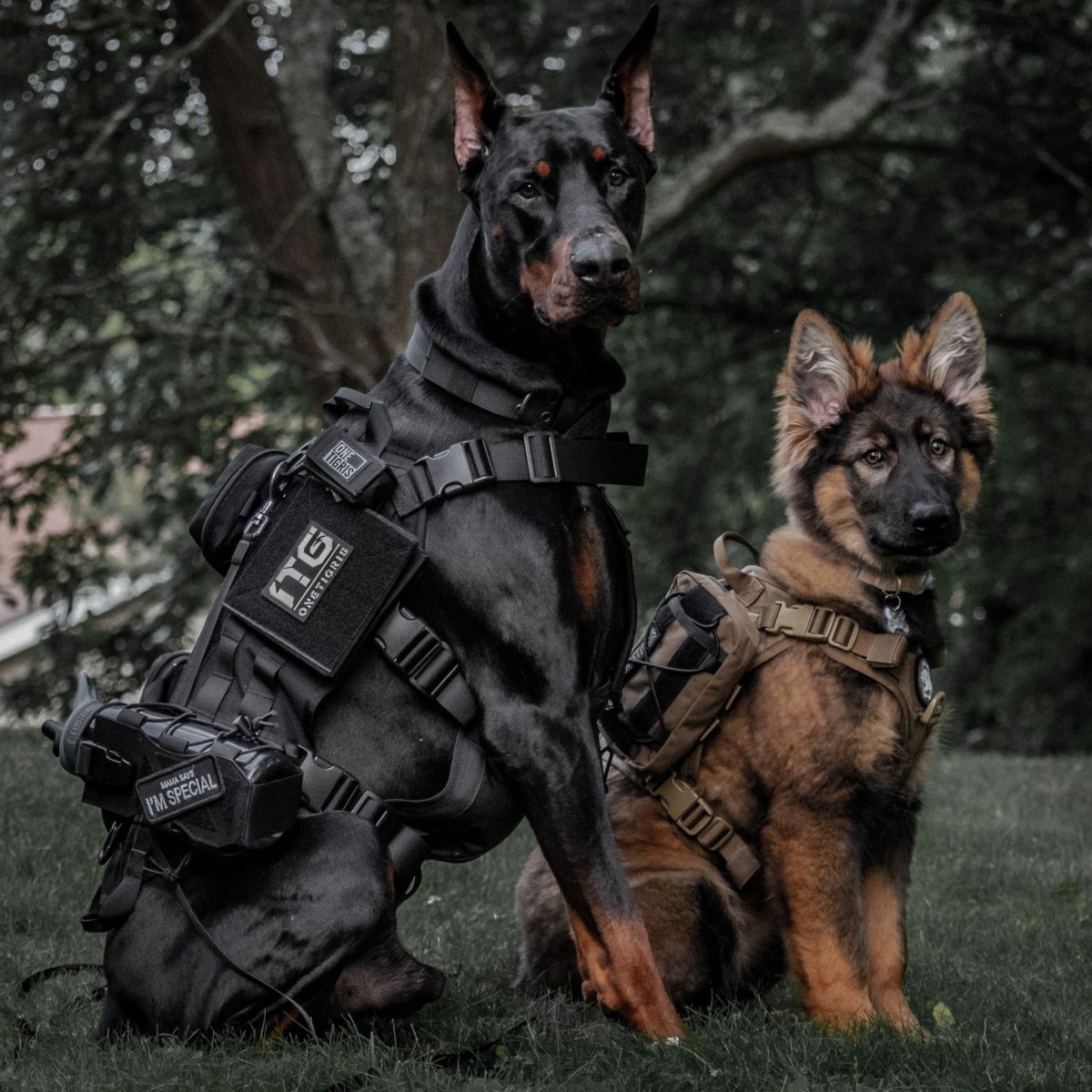 Немецкая овчарка Макс