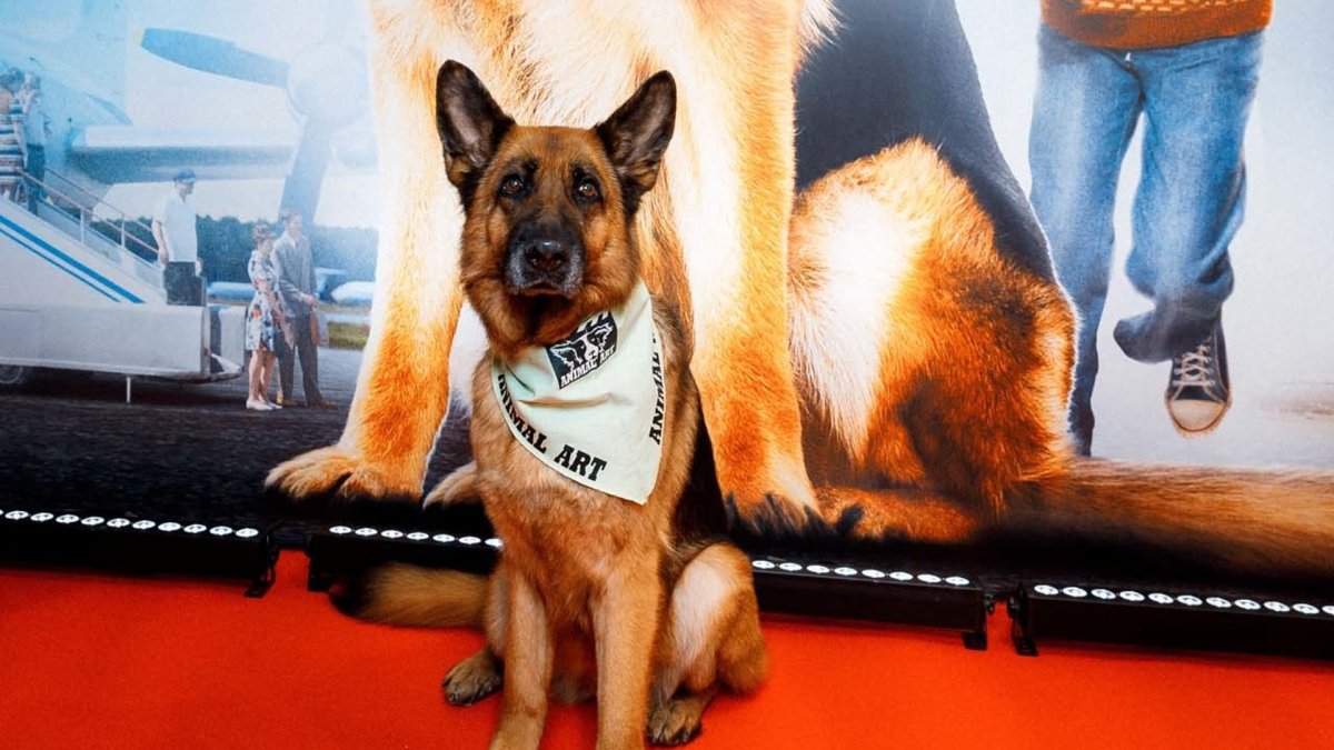 Собака немецкая овчарка