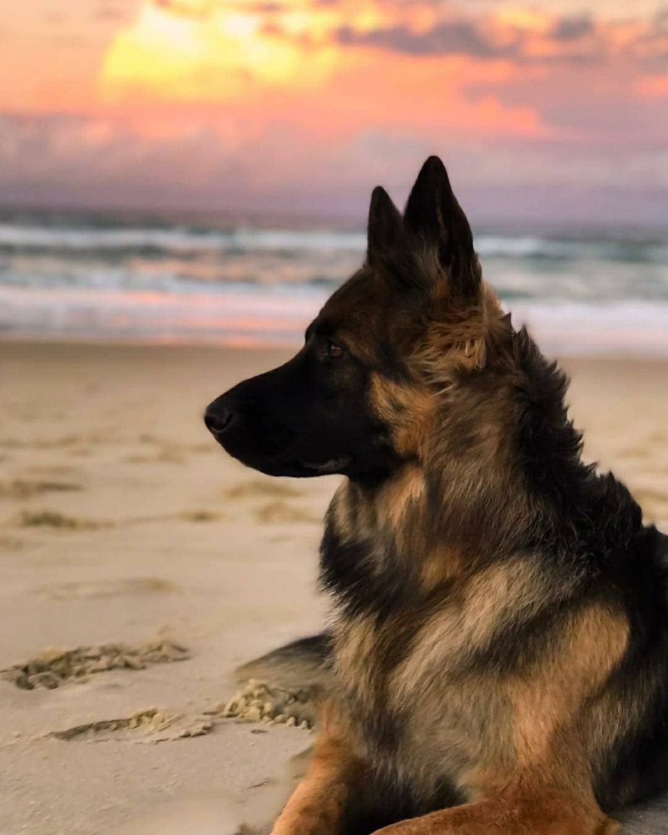 Самая большая собака