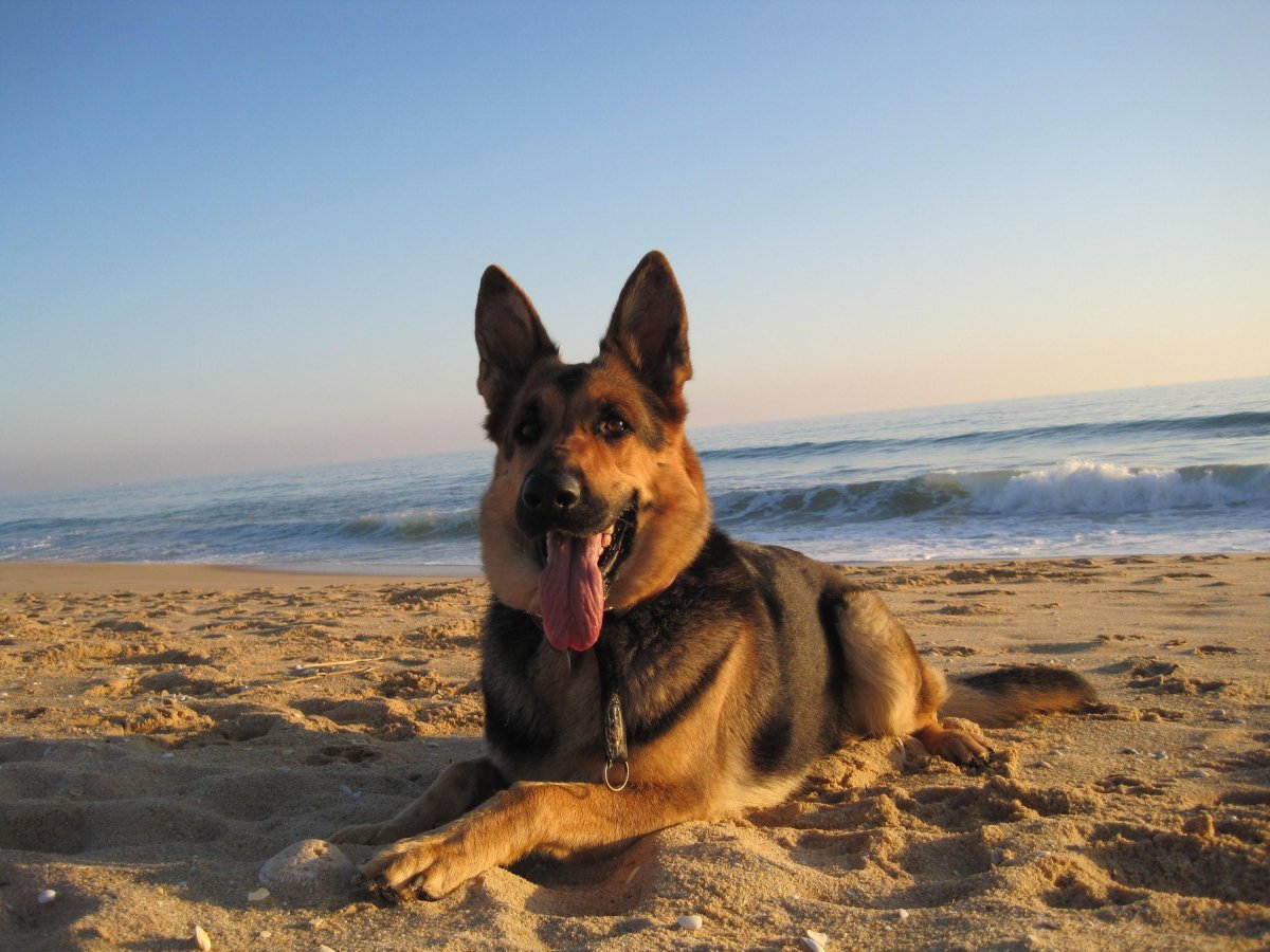 Американская Тундровая овчарка