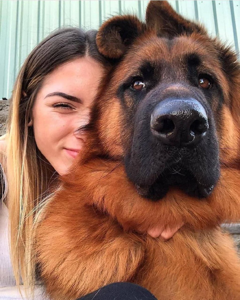 Большая собака порода