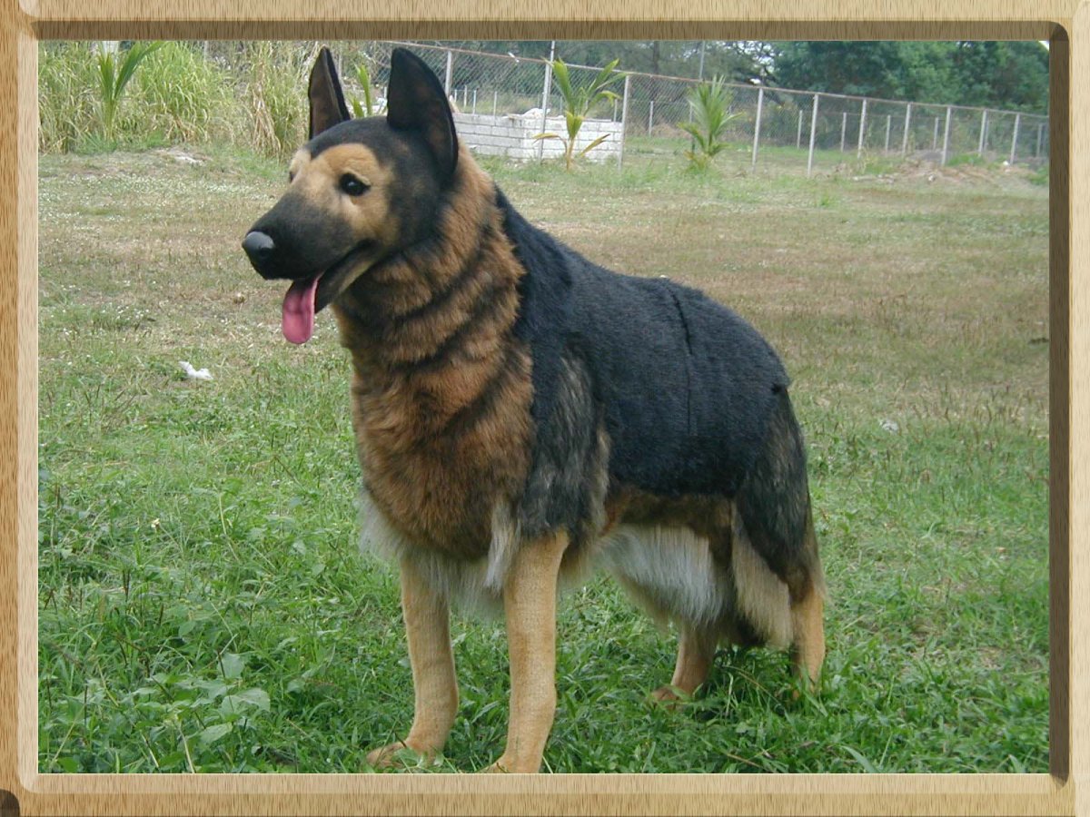 Hansa немецкая овчарка