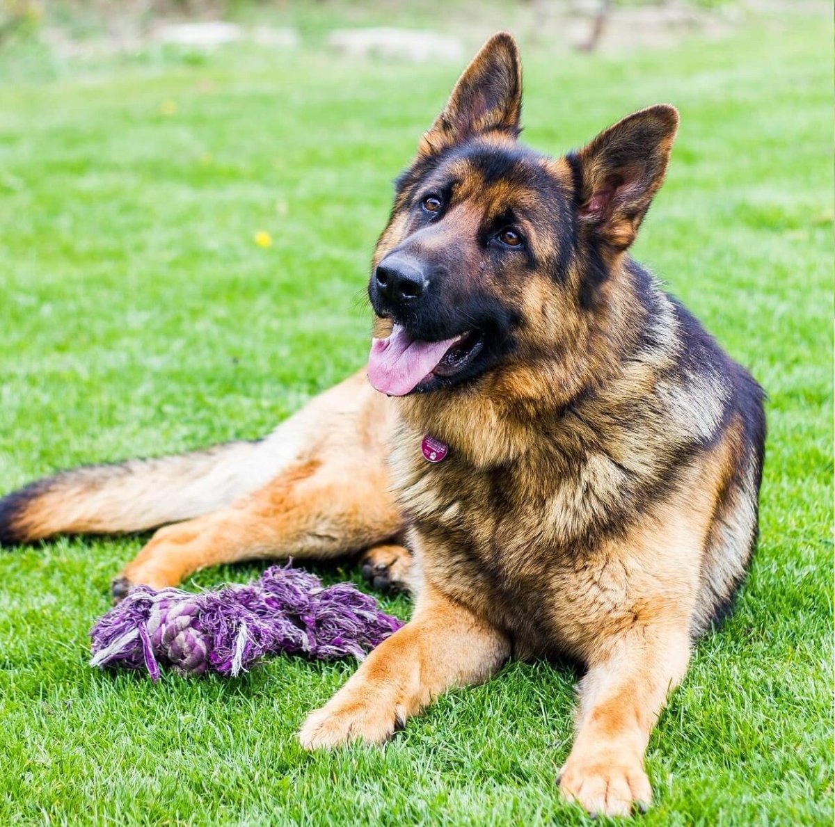 Ноузворк немецкая овчарка