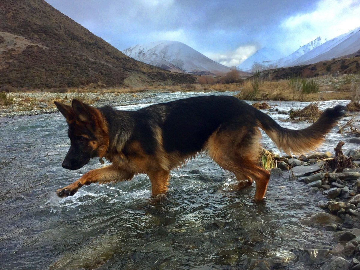Собака Гюнтер миллионер