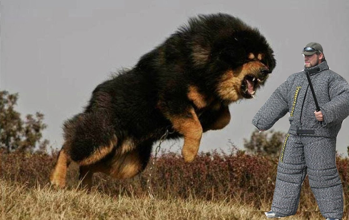 Породы очень больших собак