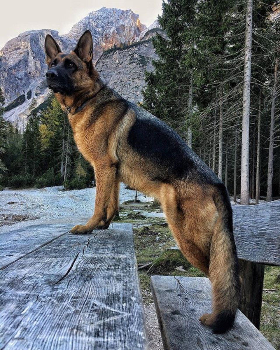 Огромная немецкая овчарка