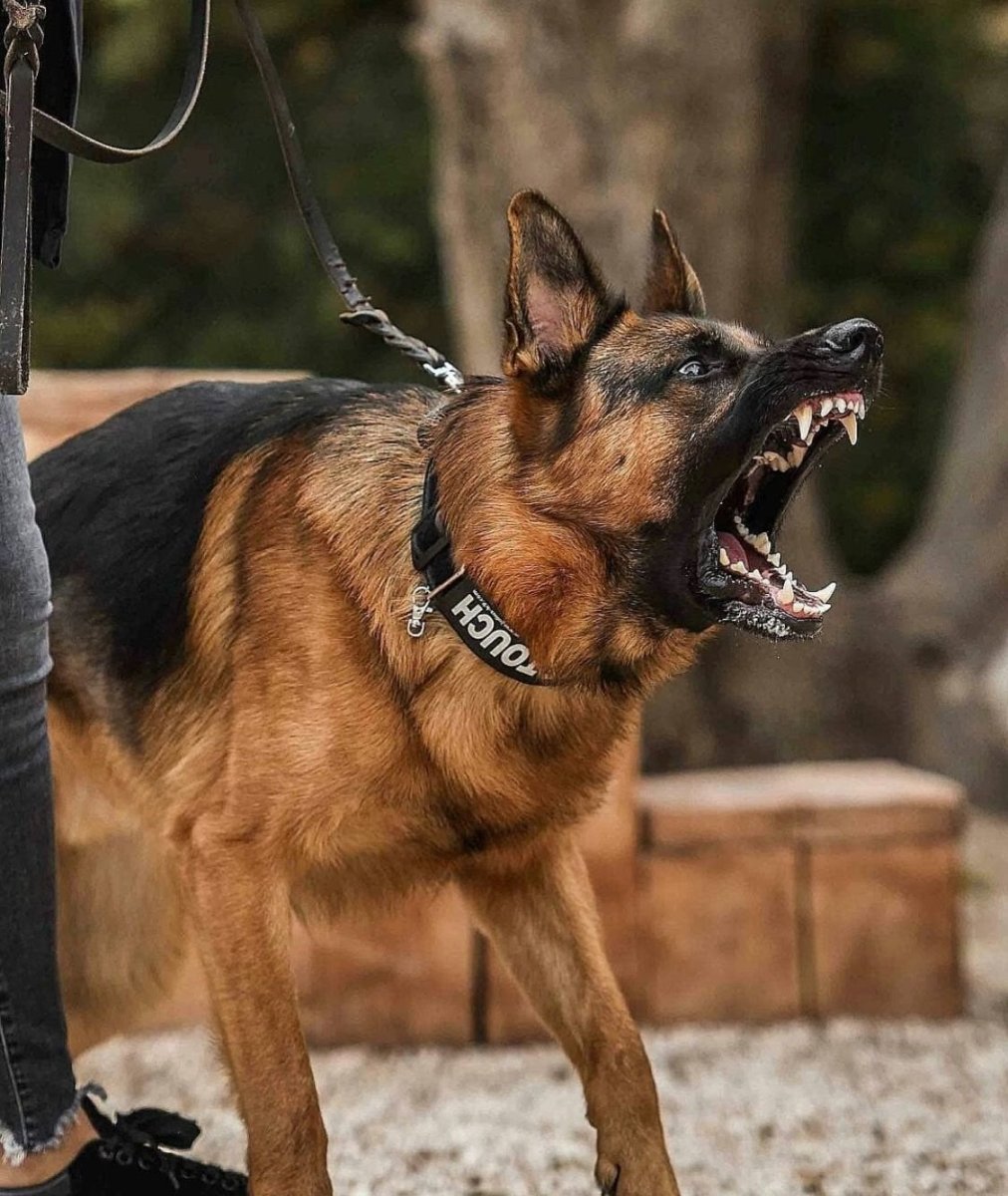 Медалисты выставок немецкие овчарки