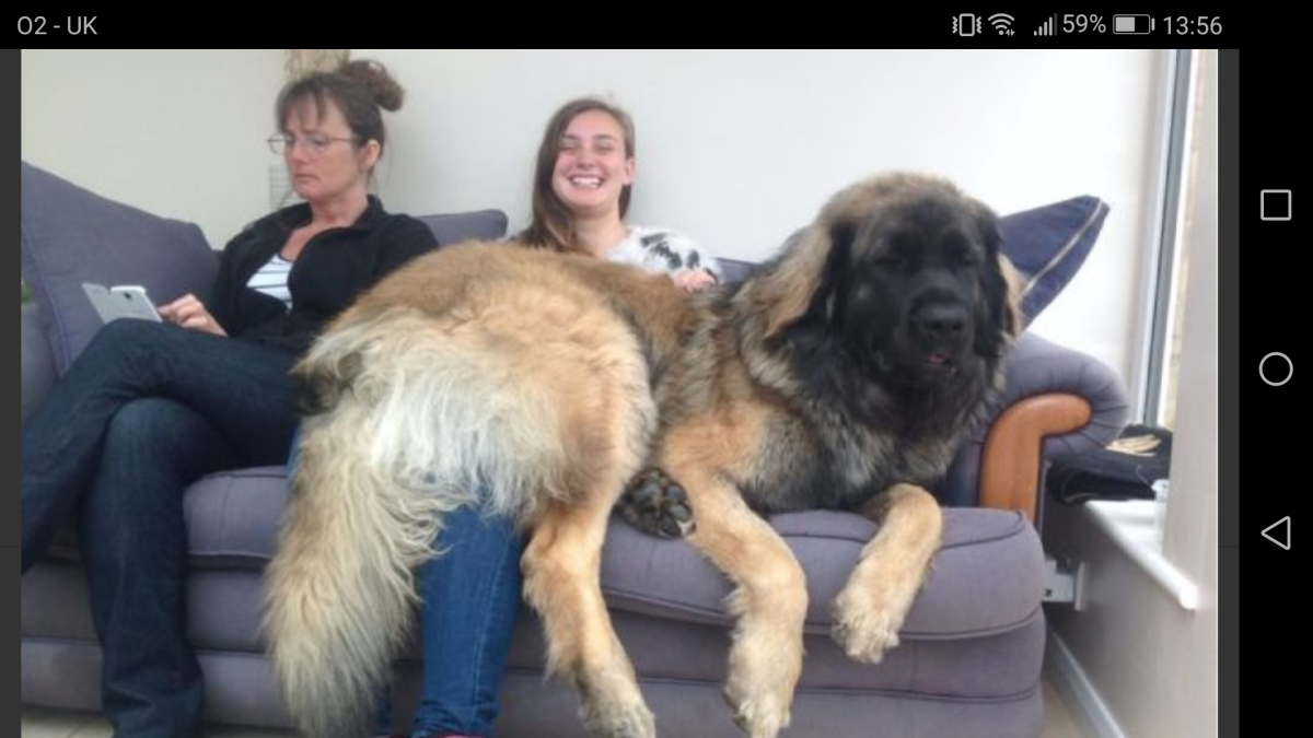 Тибетский мастиф и алабай