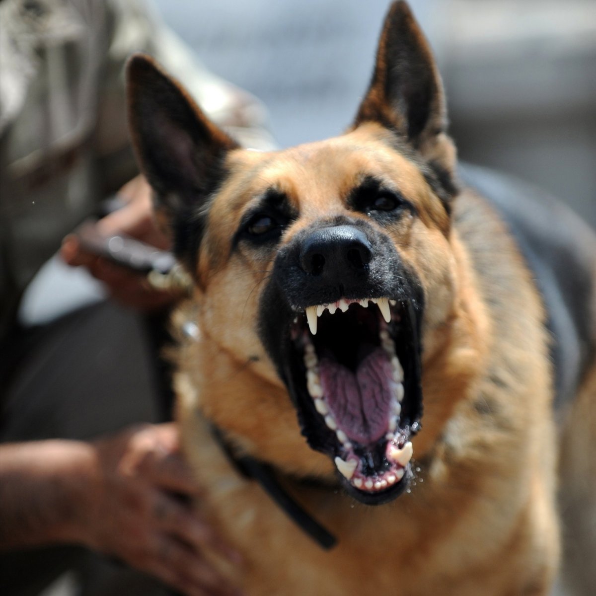 Немецкая овчарка Квазимодо