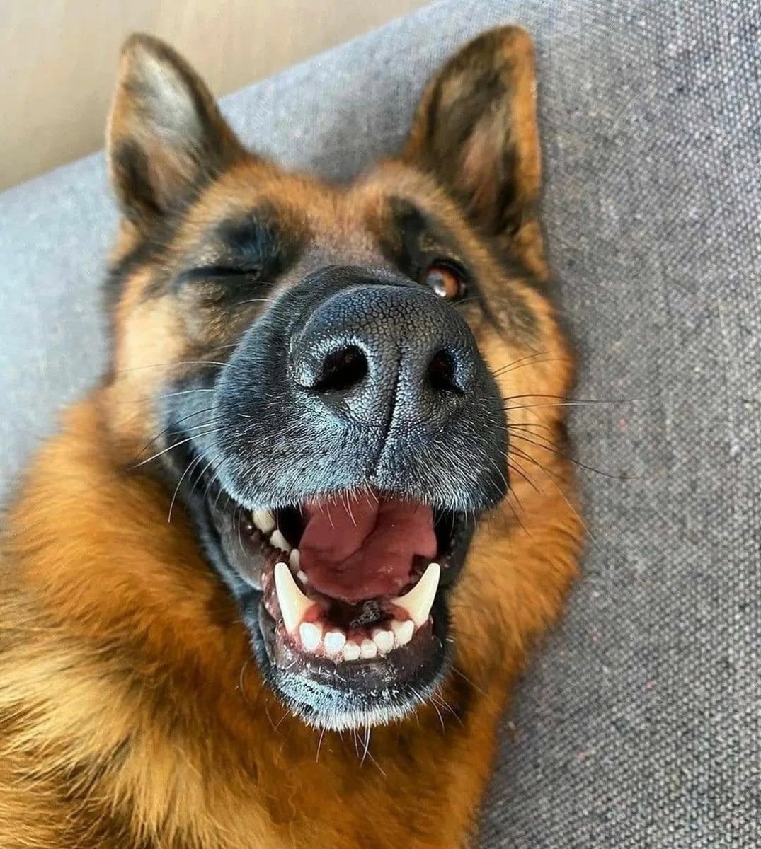 Прикольные немецкие овчарки