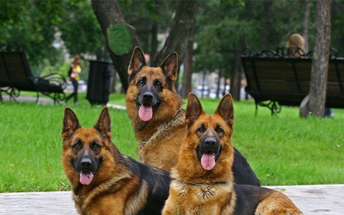 Немецкая овчарка большая