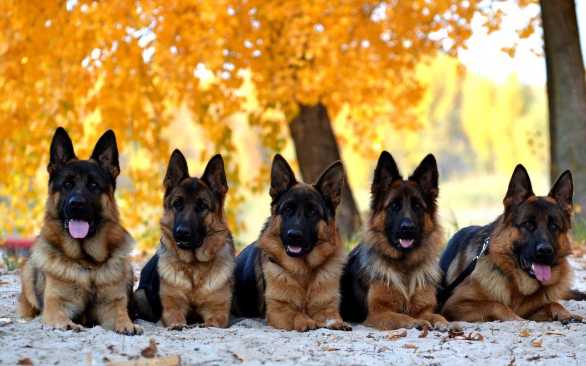 Овчарка в машине