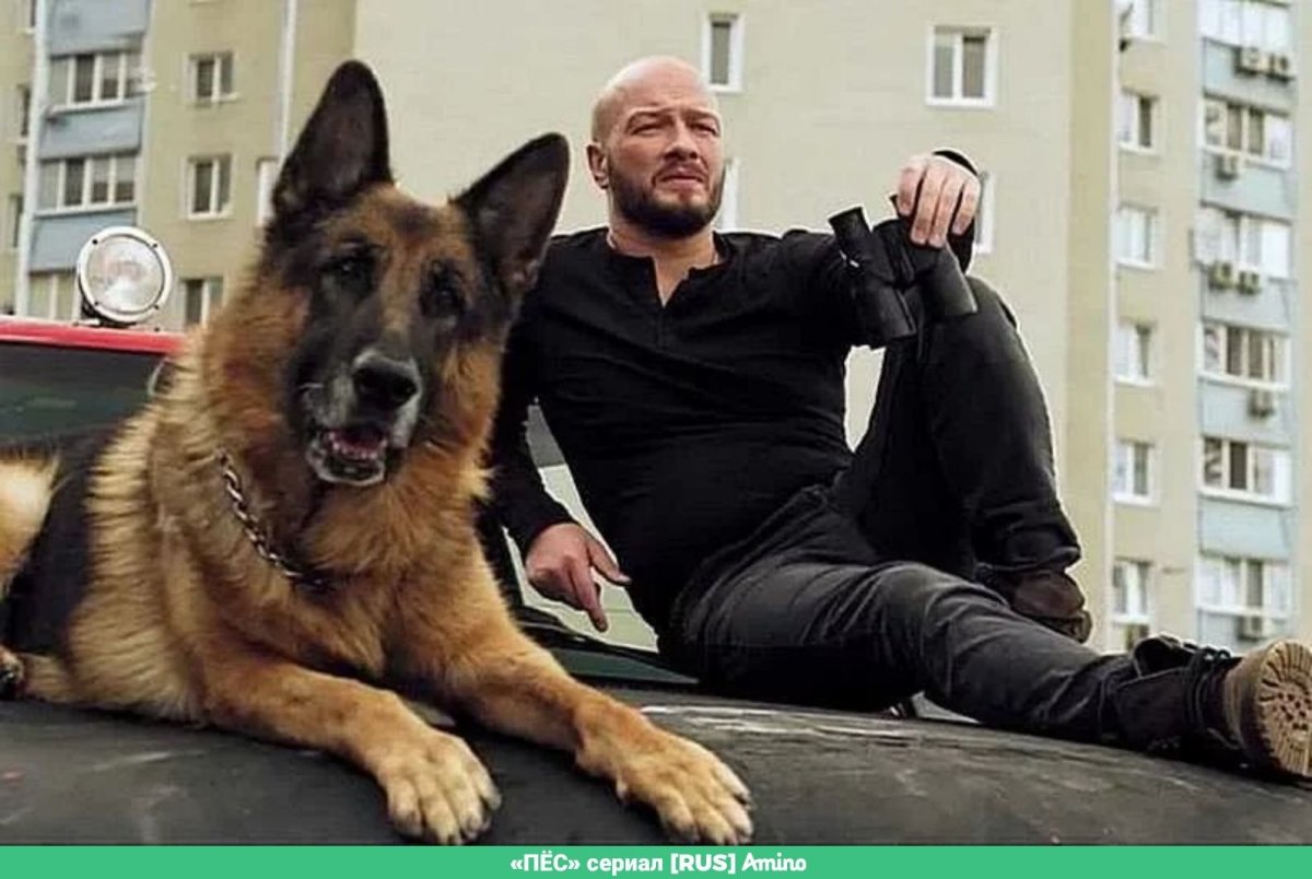 Преданность собаки цитаты