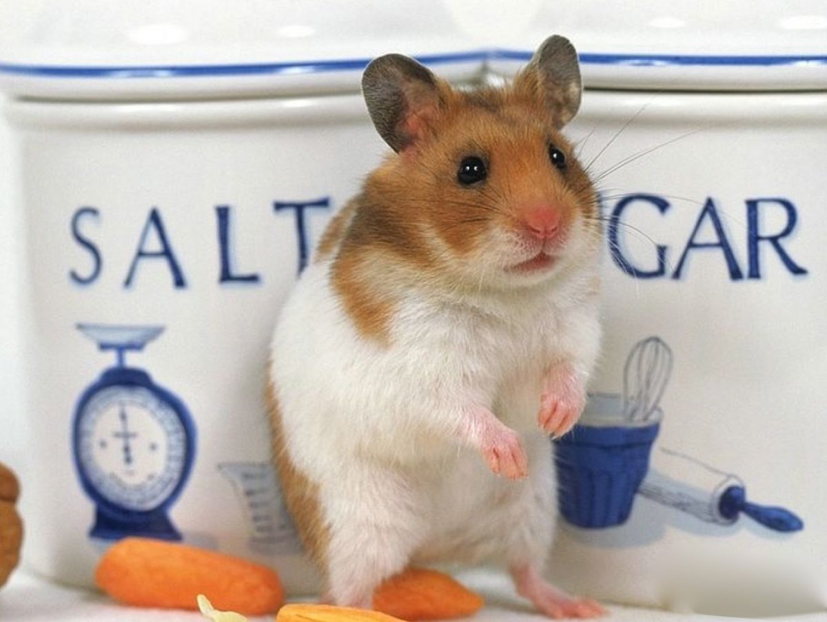 Лапки хомячка