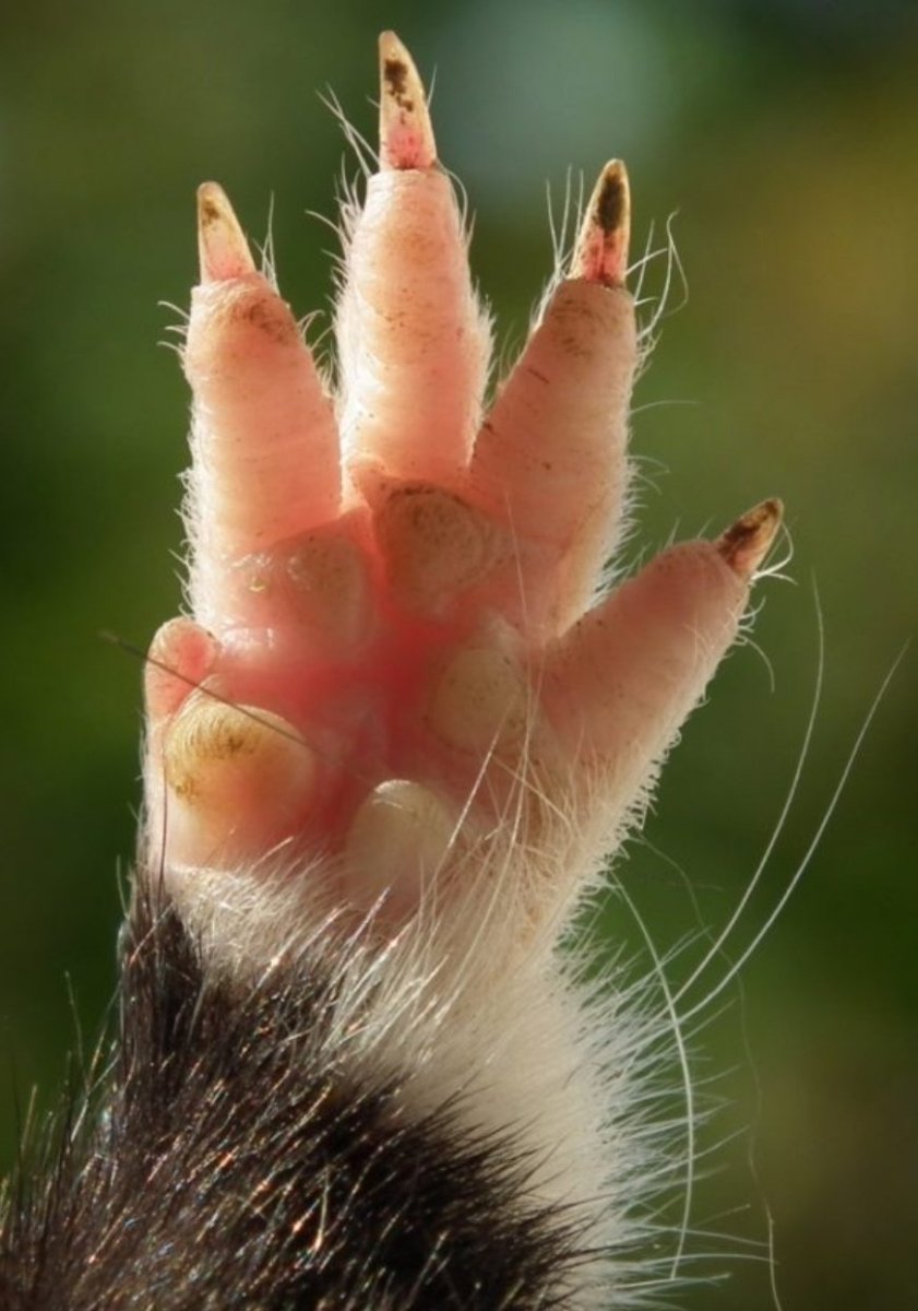 Лапки хомячка