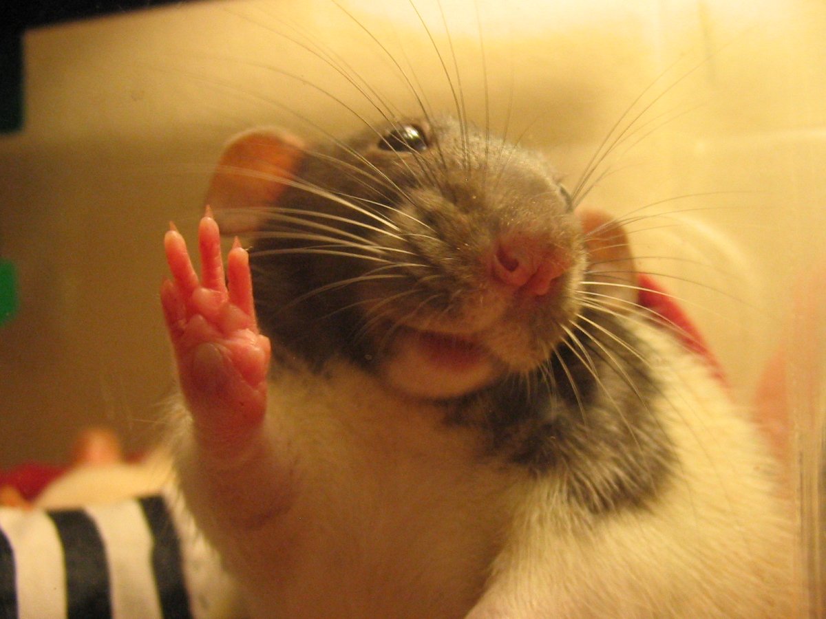 Смешные хомяки