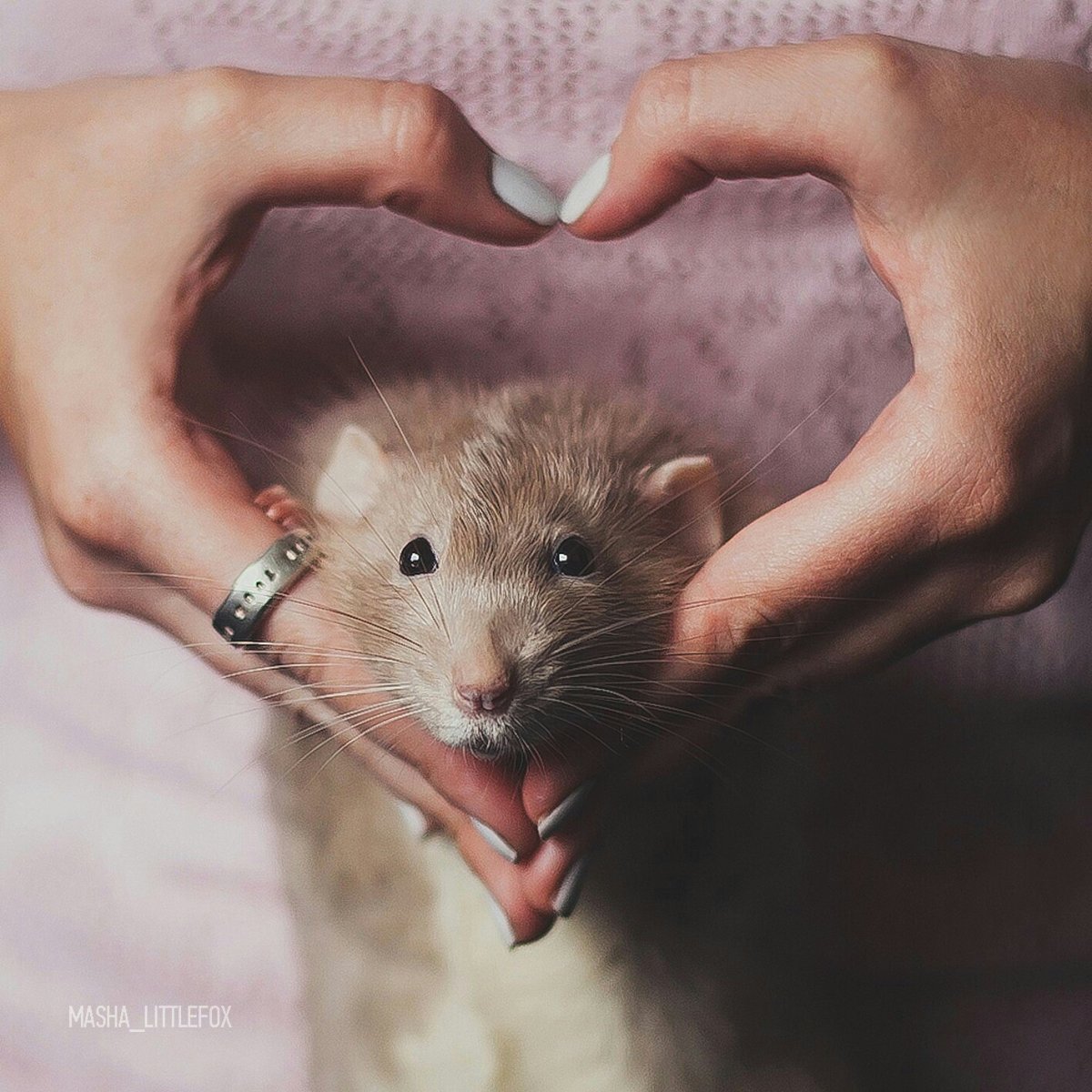 Толстый джунгарский хомяк