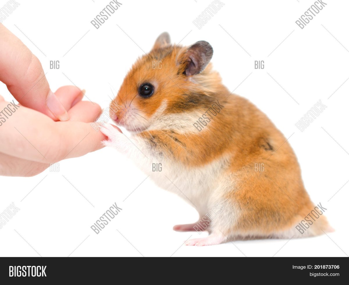 Хомяк тянется