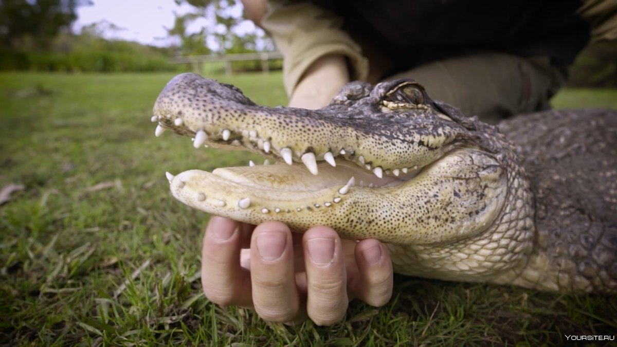 Лысый крокодил