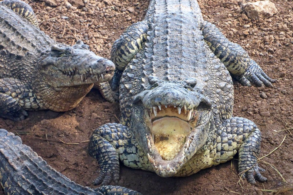Стая крокодилов