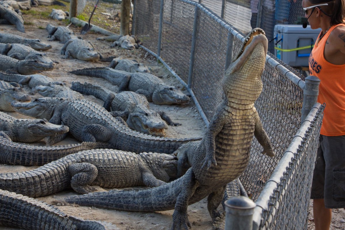 Крокодилья ферма в Тайланде