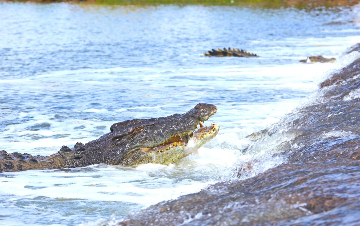 Тиморское море крокодилы