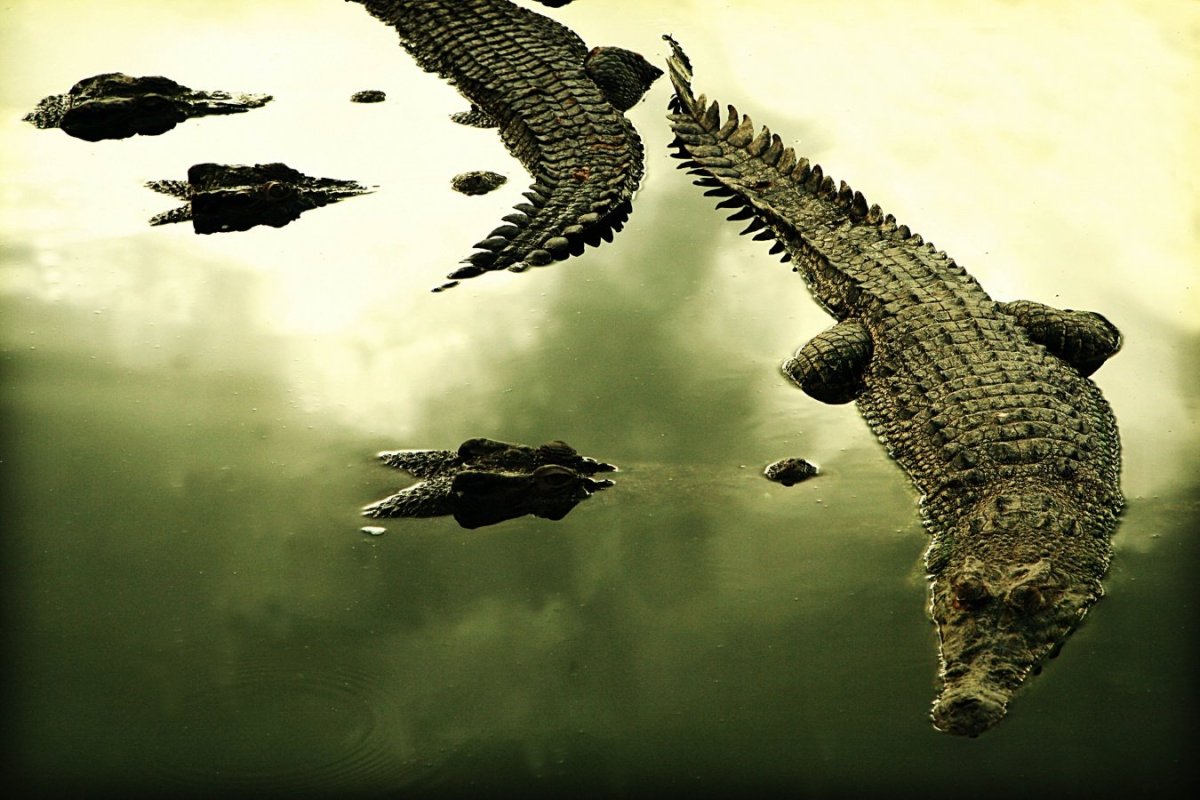 Крокодилы Лангкави