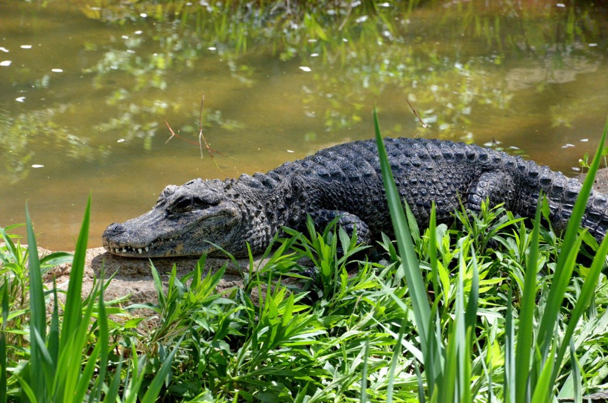 Alligator sinensis
