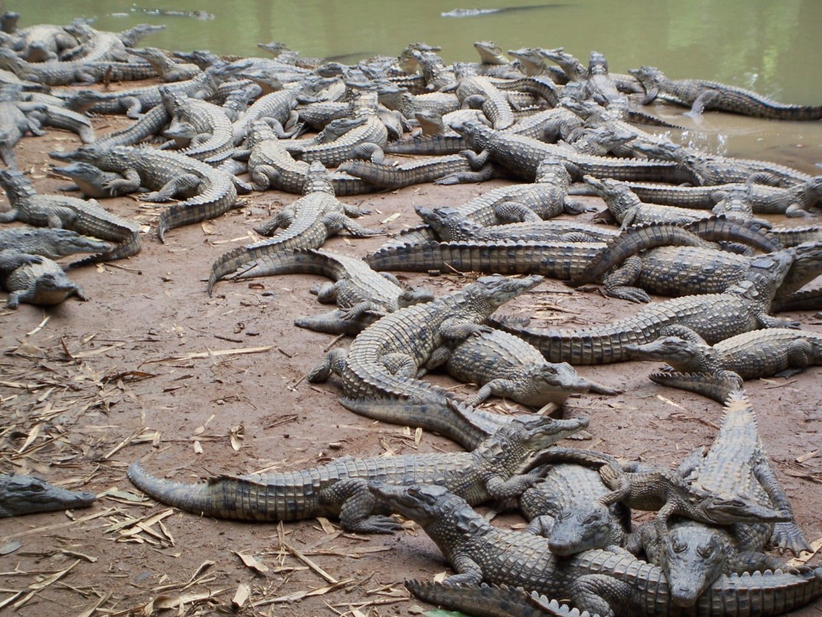Гребнистый крокодил Рамри