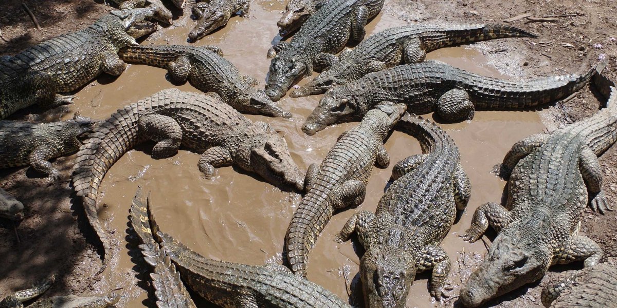 Остров крокодилов