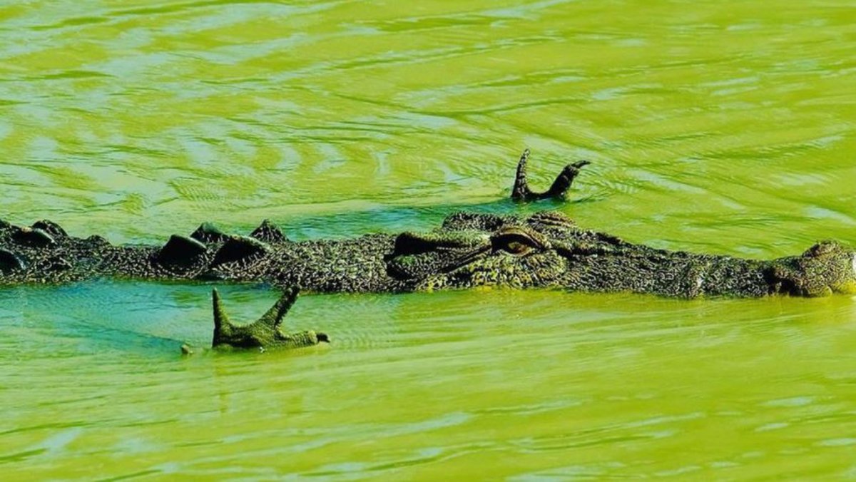 Остров крокодилов