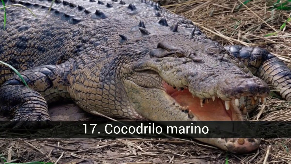 Гребнистый крокодил место обитания