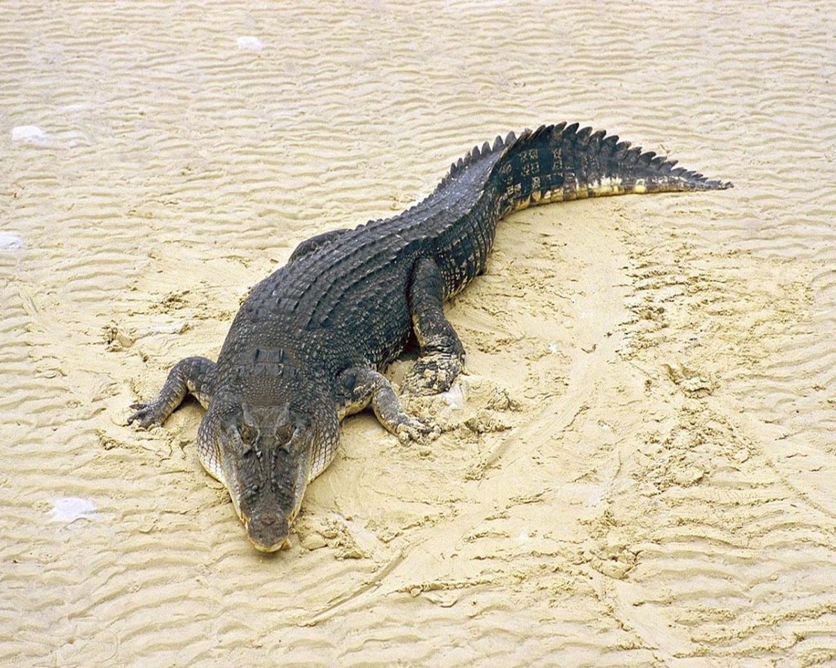 Крокодил Аллигатор Кайман гавиал