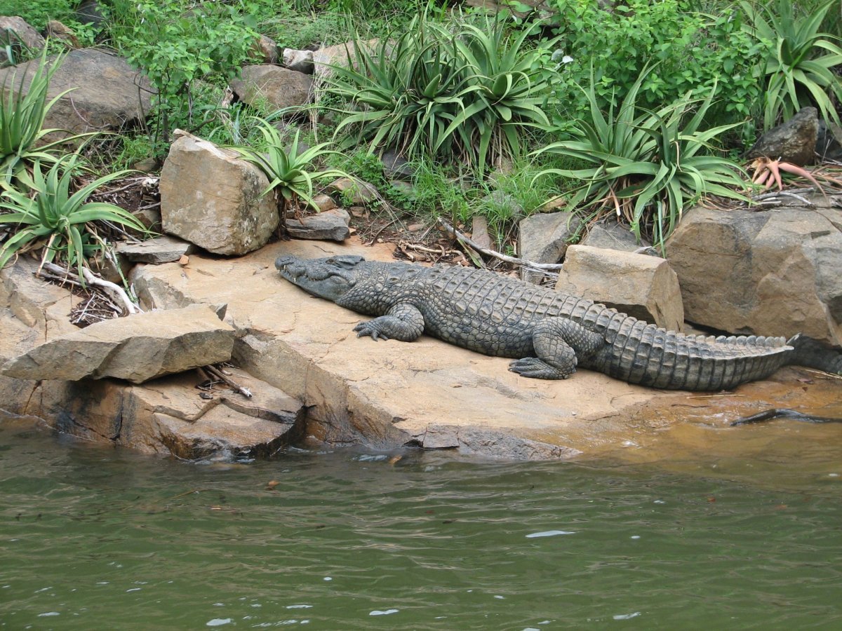 Филиппинский крокодил (Crocodylus mindorensis)